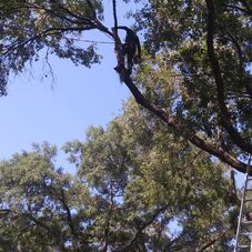 Rivero Tree Services. Tree Service - Tampa, FL. Projects, Photos